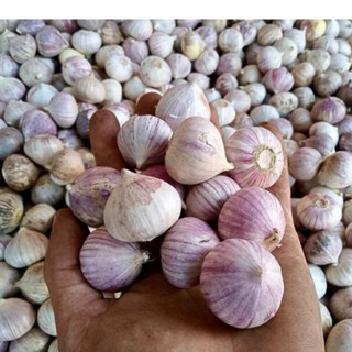 Tỏi cô đơn tím Hải Dương- đều củ - size to- dùng làm tỏi đen- gia vị nấu nướng túi lưới tiện dụng