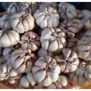 Tỏi củ Phan Rang loại 1 chắc củ - tép to- đã làm sạch vỏ lụa - túi lưới tiện dụng