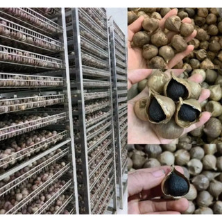 [Sỉ tận gốc ] 500gr Tỏi đen cực thơm ngon(tỏi 1 nhánh) thơm mới nhất