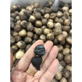 [Sỉ tận gốc ] 500gr Tỏi đen cực thơm ngon(tỏi 1 nhánh) thơm mới nhất