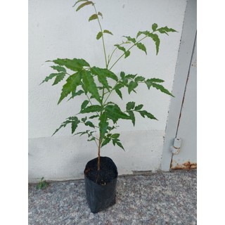 10 cây sầu đâu