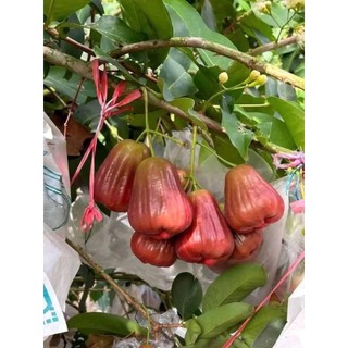 Cây 🌲 Giống Mận MST sóc Trăng (đang hoa)