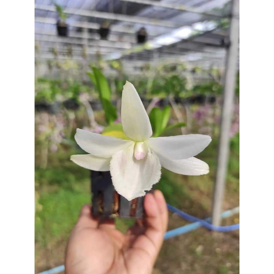 Cây 5CT Mũi hồng cực đẹp