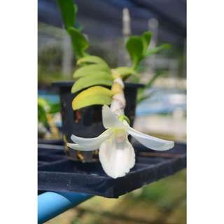 Cây 5CT Mũi hồng cực đẹp