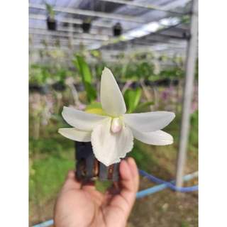 Cây 5CT Mũi hồng cực đẹp