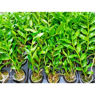 Cây 5CT Mũi hồng cực đẹp