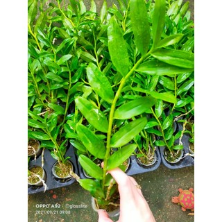 Cây 5CT Mũi hồng cực đẹp