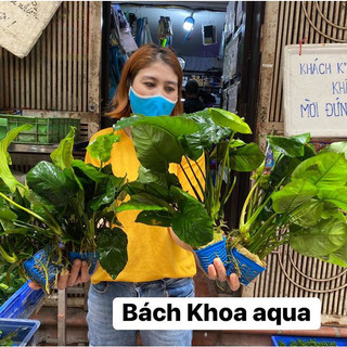 Cây ráy to đại – Cây thủy sinh lá lớn, dễ trồng, bám đá lũa, phù hợp bể cá cảnh, hồ thủy sinh