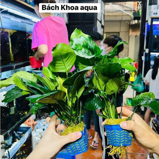 Cây ráy to đại – Cây thủy sinh lá lớn, dễ trồng, bám đá lũa, phù hợp bể cá cảnh, hồ thủy sinh