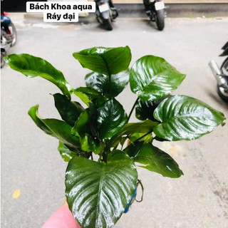 Cây ráy to đại – Cây thủy sinh lá lớn, dễ trồng, bám đá lũa, phù hợp bể cá cảnh, hồ thủy sinh