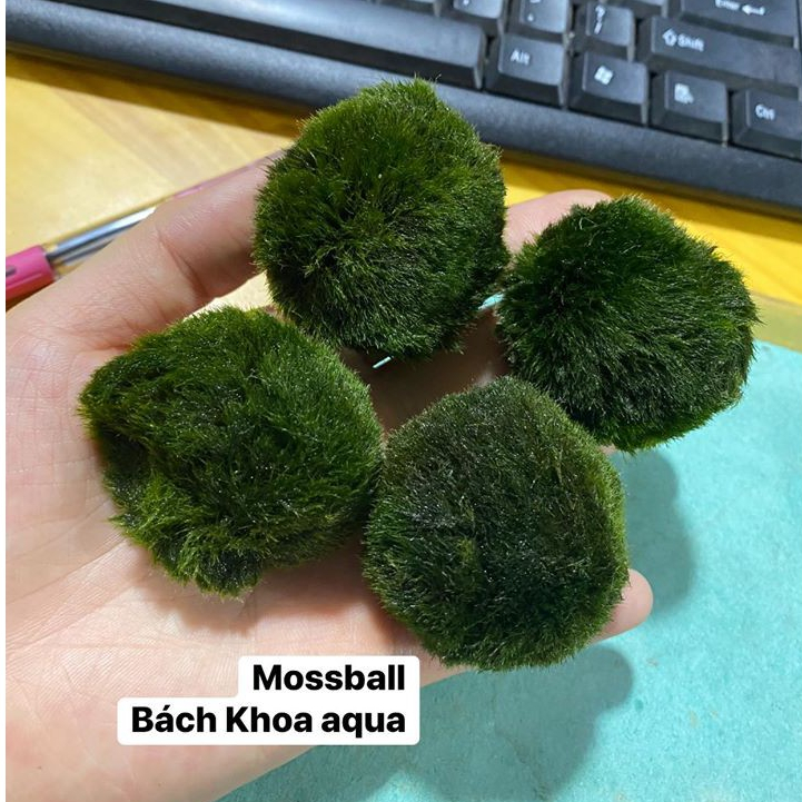 Rêu tảo Mosball – bóng rêu thủy sinh tròn tự nhiên, đẹp mắt, trang trí hồ cá cảnh