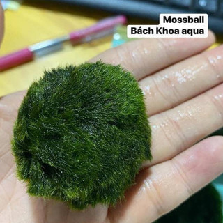 Rêu tảo Mosball – bóng rêu thủy sinh tròn tự nhiên, đẹp mắt, trang trí hồ cá cảnh