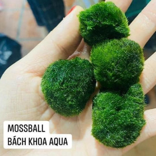 Rêu tảo Mosball – bóng rêu thủy sinh tròn tự nhiên, đẹp mắt, trang trí hồ cá cảnh