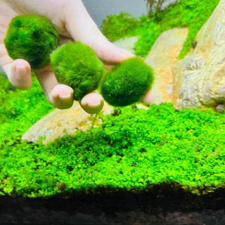 Rêu tảo Mosball – bóng rêu thủy sinh tròn tự nhiên, đẹp mắt, trang trí hồ cá cảnh