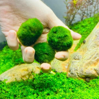 Rêu tảo Mosball – bóng rêu thủy sinh tròn tự nhiên, đẹp mắt, trang trí hồ cá cảnh