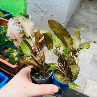 Cây Tiêu Thảo Nâu thủy sinh – lá nâu đỏ, dễ trồng, không yêu cầu chăm sóc nhiều, phù hợp hồ tép, bể cá nhỏ