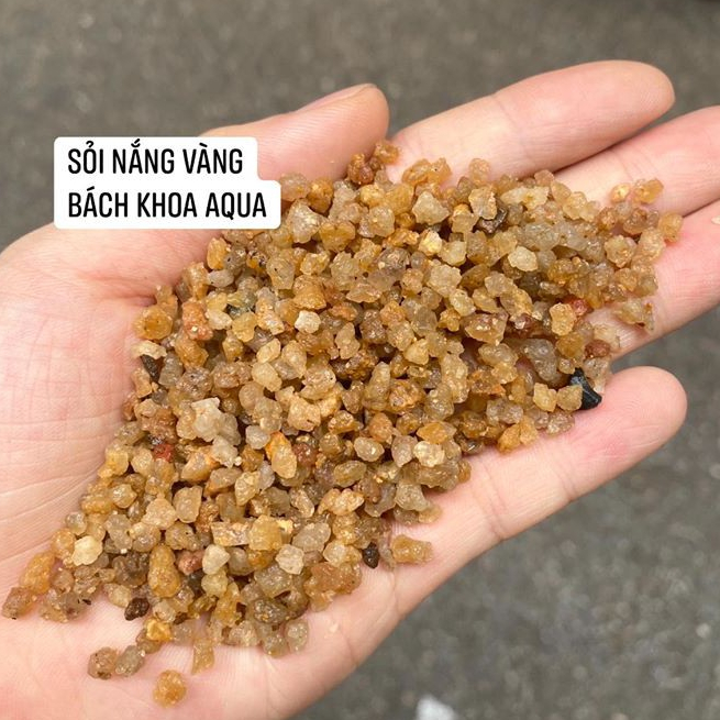 Sỏi nắng vàng - Đá sỏi tự nhiên trang trí bể cá cảnh, nền hồ thủy sinh