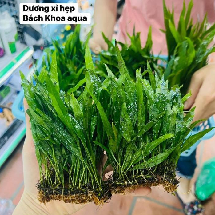 Cây Dương xỉ lá hẹp cho bể thủy sinh