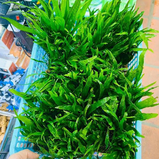 Cây Dương xỉ lá hẹp cho bể thủy sinh