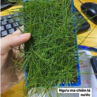  Ngưu ma chiên lùn xoè lá nước – cây thủy sinh nền lá xanh mướt dễ trồng tạo thảm đẹp cho bể cá 