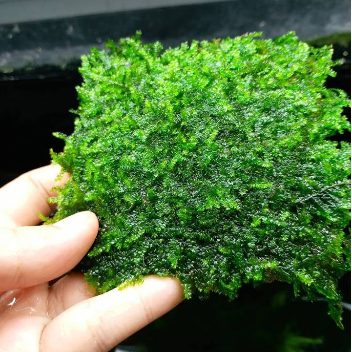 Rêu Weeping 10x10cm – Rêu thủy sinh lá rủ, trang trí bể cá cảnh, dễ trồng, bám đá lũa đẹp mắt