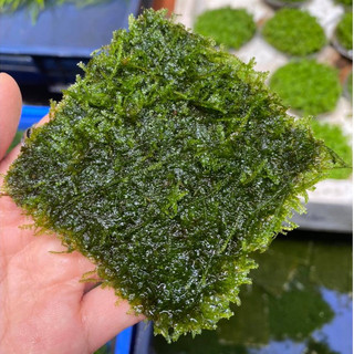 Rêu Weeping 10x10cm – Rêu thủy sinh lá rủ, trang trí bể cá cảnh, dễ trồng, bám đá lũa đẹp mắt