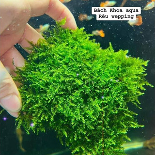 Rêu Weeping 10x10cm – Rêu thủy sinh lá rủ, trang trí bể cá cảnh, dễ trồng, bám đá lũa đẹp mắt