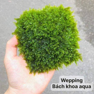 Rêu Weeping 10x10cm – Rêu thủy sinh lá rủ, trang trí bể cá cảnh, dễ trồng, bám đá lũa đẹp mắt