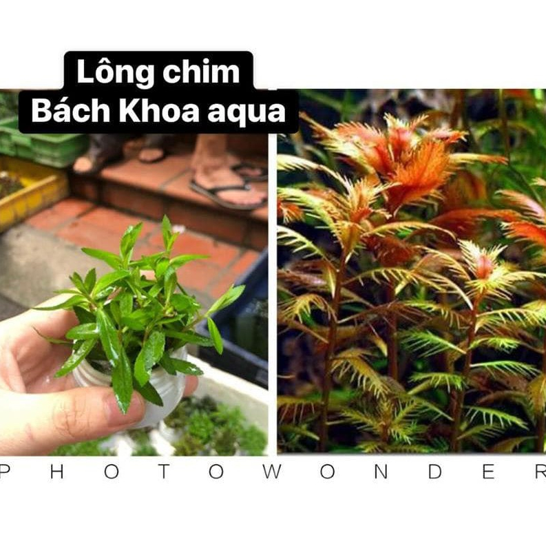 Cây Lông Chim thủy sinh – cây cắt cắm lá tưa mềm, dễ trồng, trang trí bể cá cảnh