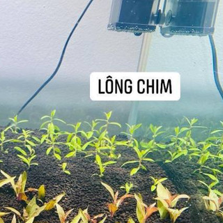 Cây Lông Chim thủy sinh – cây cắt cắm lá tưa mềm, dễ trồng, trang trí bể cá cảnh