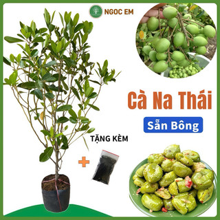  Cà na thái  cây cao 1m4  nhanh trái dễ trồng 