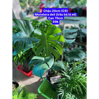 Cây Monstera (trầu bà xẻ lá)/ Kiểng lá/ cây trong nhà