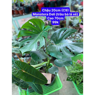 Cây Monstera (trầu bà xẻ lá)/ Kiểng lá/ cây trong nhà
