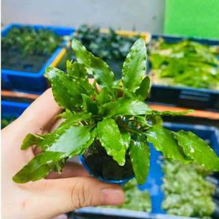 Cây Tiêu Thảo Xanh lá mềm xanh mướt, phát triển ổn định, thích hợp trang trí hồ thủy sinh