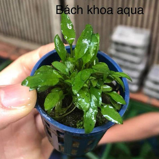 Cây Tiêu Thảo Xanh lá mềm xanh mướt, phát triển ổn định, thích hợp trang trí hồ thủy sinh