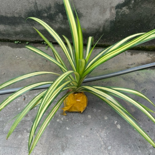 cây lá dứa sọc vàng ( dứa thái ) cây to khoẻ