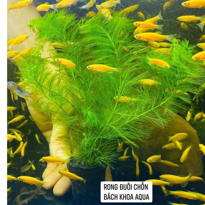 Rong đuôi chồn – cây thủy sinh dễ trồng, phát triển nhanh, trang trí trung cảnh, hậu cảnh bể cá