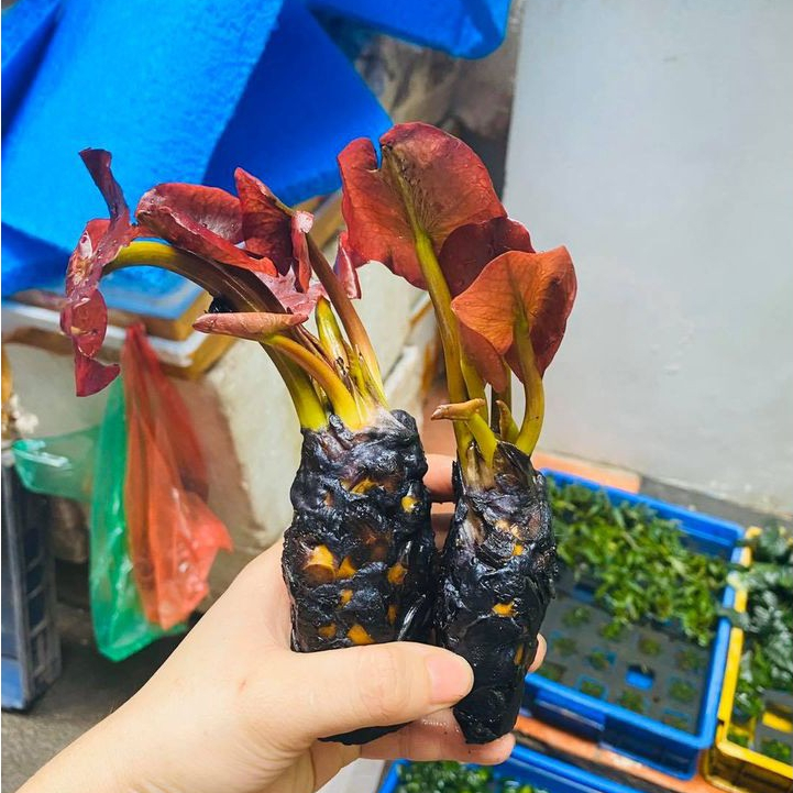 Cây Súng Đỏ Đại – cây thủy sinh lá đỏ, kích thước lớn, phát triển nhanh, làm điểm nhấn cho bể cá, hồ thủy sinh