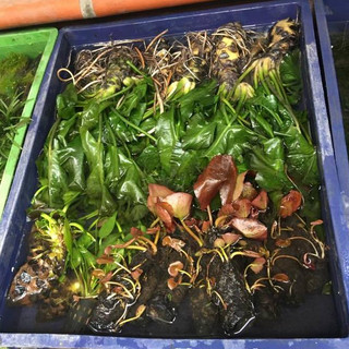 Cây Súng Đỏ Đại – cây thủy sinh lá đỏ, kích thước lớn, phát triển nhanh, làm điểm nhấn cho bể cá, hồ thủy sinh