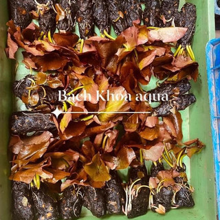 Cây Súng Đỏ Đại – cây thủy sinh lá đỏ, kích thước lớn, phát triển nhanh, làm điểm nhấn cho bể cá, hồ thủy sinh
