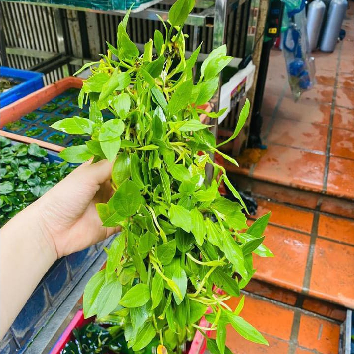 Cây Lan Ý – cây thủy sinh lọc nước, phát triển tốt cả trong nước và bán cạn, phù hợp bể cá mini