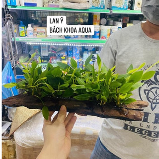 Cây Lan Ý – cây thủy sinh lọc nước, phát triển tốt cả trong nước và bán cạn, phù hợp bể cá mini