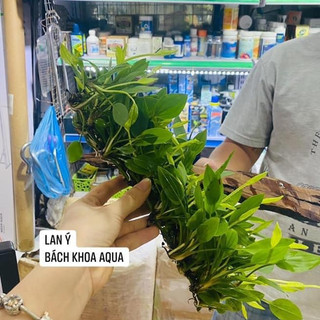 Cây Lan Ý – cây thủy sinh lọc nước, phát triển tốt cả trong nước và bán cạn, phù hợp bể cá mini