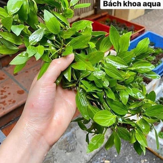 Cây Lan Ý – cây thủy sinh lọc nước, phát triển tốt cả trong nước và bán cạn, phù hợp bể cá mini