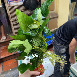 Cây Ráy Trung – cây thủy sinh lá dày đẹp, sinh trưởng chậm, dễ chăm sóc, trang trí bể thủy sinh đẹp