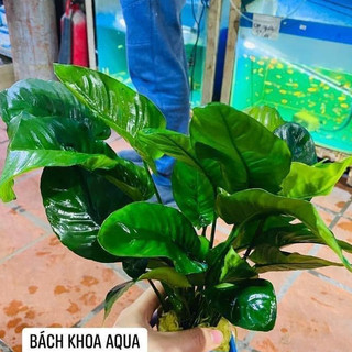 Cây Ráy Trung – cây thủy sinh lá dày đẹp, sinh trưởng chậm, dễ chăm sóc, trang trí bể thủy sinh đẹp