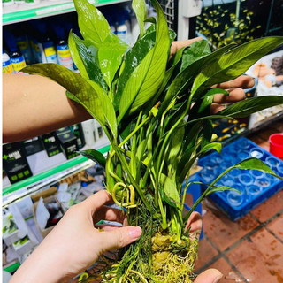 Cây Ráy lá dài - Không cần phân nền, thích hợp để trồng hoặc buộc vào lũa, gắn vào đá bể thủy sinh