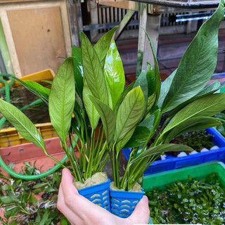 Cây Ráy lá dài - Không cần phân nền, thích hợp để trồng hoặc buộc vào lũa, gắn vào đá bể thủy sinh