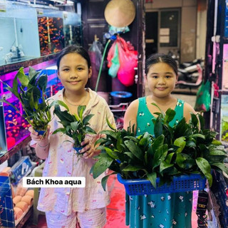 Cây Ráy lá dài - Không cần phân nền, thích hợp để trồng hoặc buộc vào lũa, gắn vào đá bể thủy sinh