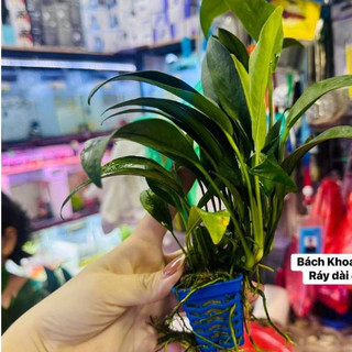 Cây Ráy lá dài - Không cần phân nền, thích hợp để trồng hoặc buộc vào lũa, gắn vào đá bể thủy sinh